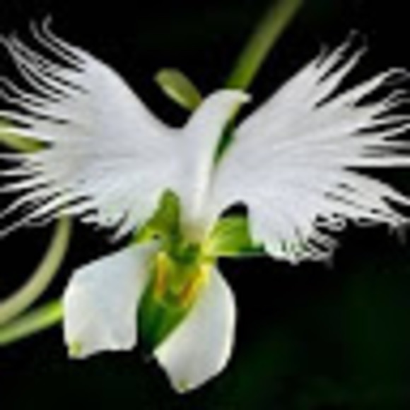 Meet your Posher, Isabelle - Picture 1 of 1